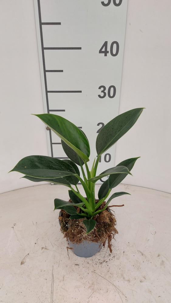 PHILODENDRON GREEN PRINCESS VP12