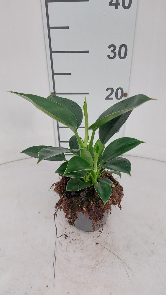 PHILODENDRON GREEN PRINCESS VP12