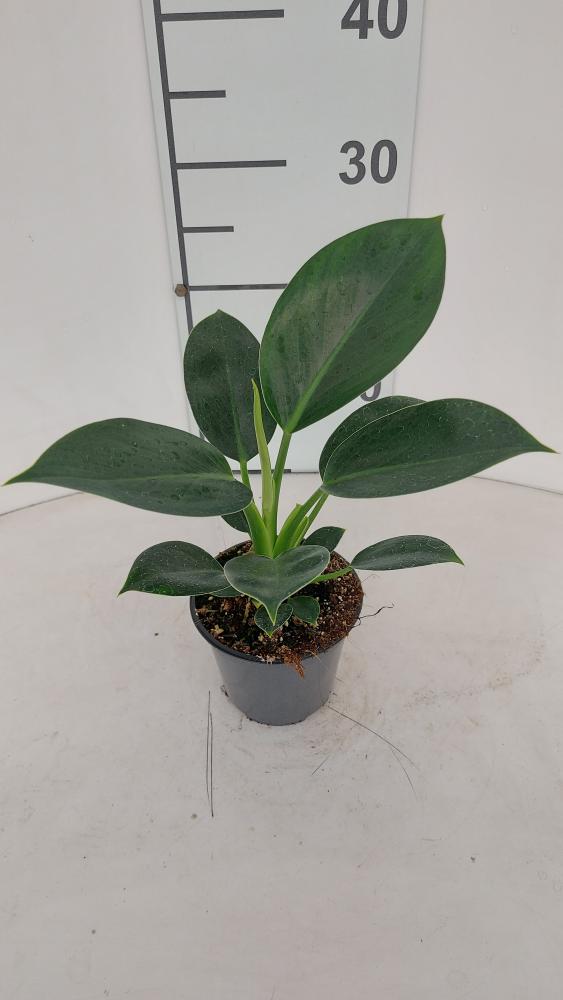 PHILODENDRON GREEN PRINCESS VP12
