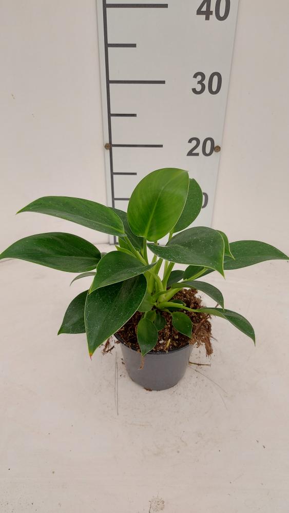 PHILODENDRON GREEN PRINCESS VP12