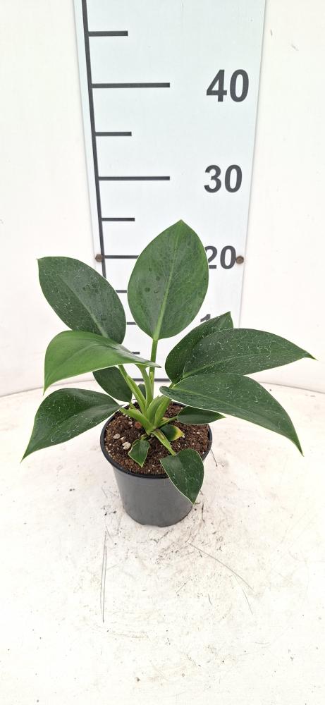 PHILODENDRON GREEN PRINCESS VP12