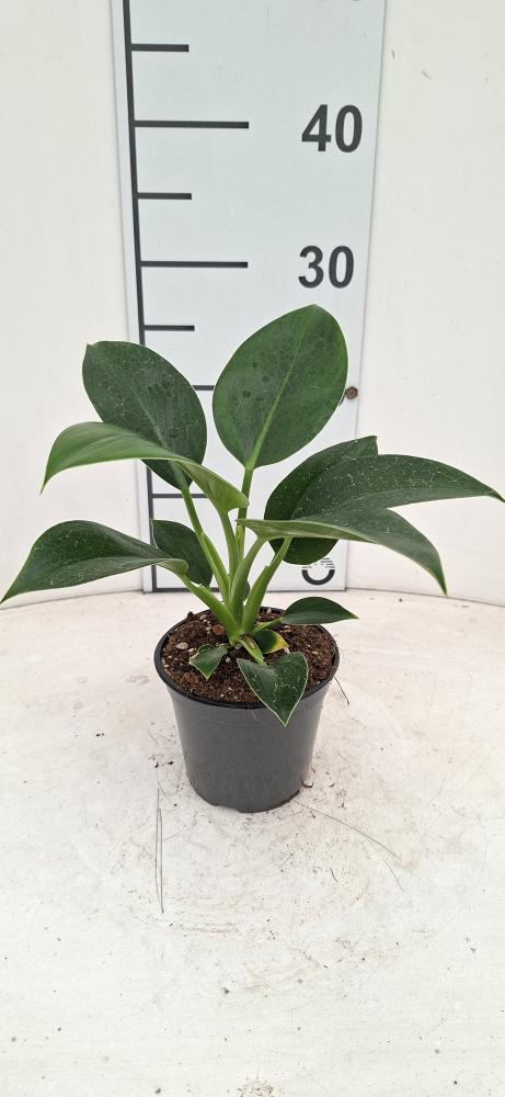 PHILODENDRON GREEN PRINCESS VP12