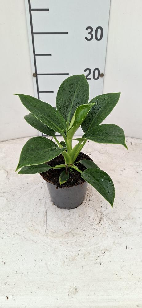 PHILODENDRON GREEN PRINCESS VP12