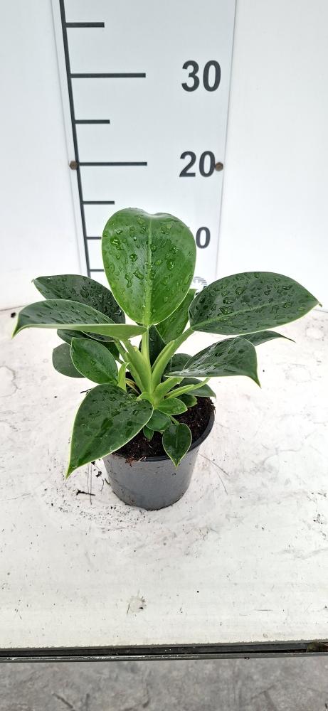 PHILODENDRON GREEN PRINCESS VP12