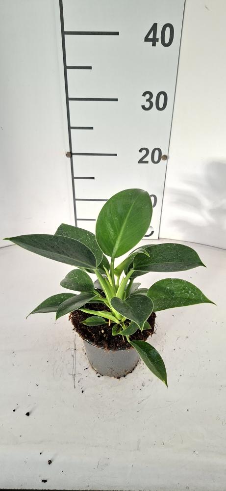 PHILODENDRON GREEN PRINCESS VP12