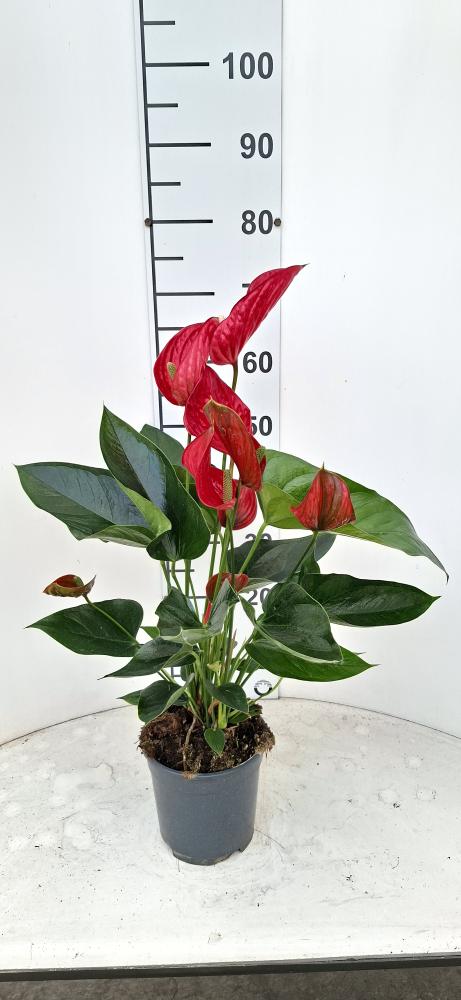 ANTHURIUM A. MELODIA