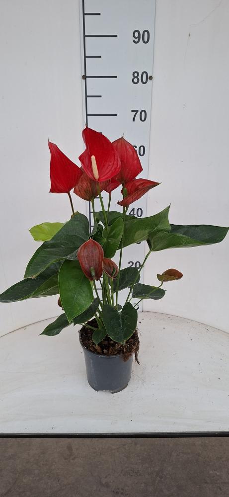 ANTHURIUM A. MELODIA