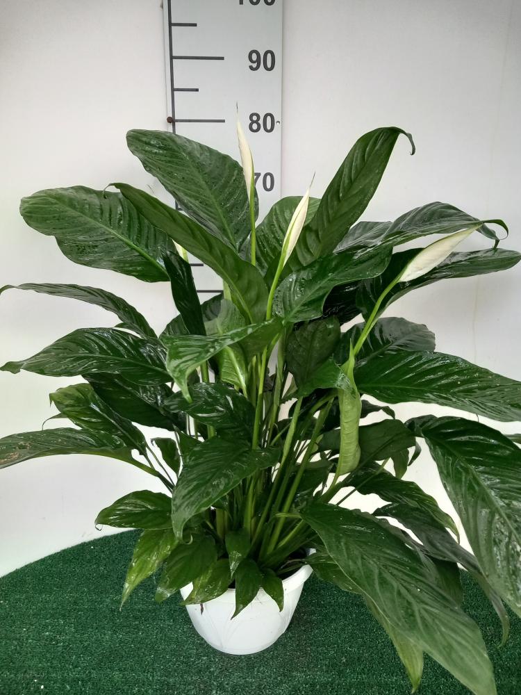SPATHIPHYLLUM MARTINA 3P BK22