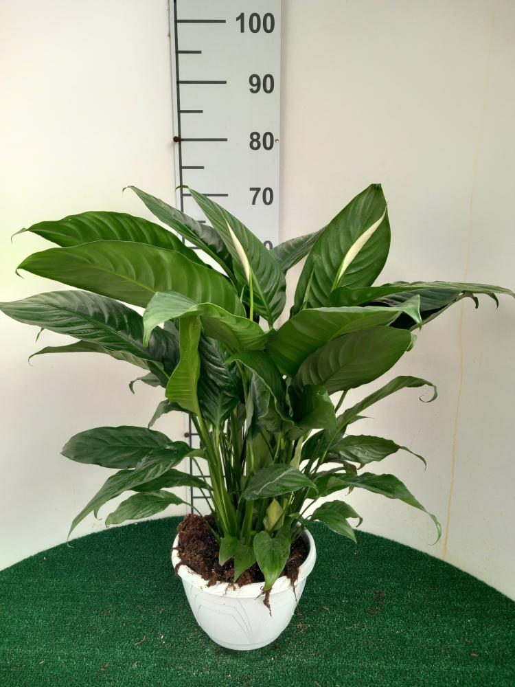 SPATHIPHYLLUM MARTINA 3P BK22