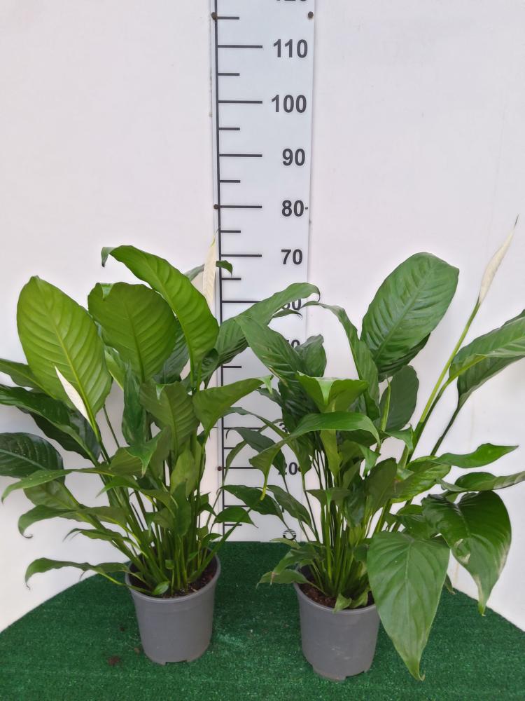 SPATHIPHYLLUM MARTINA VP17