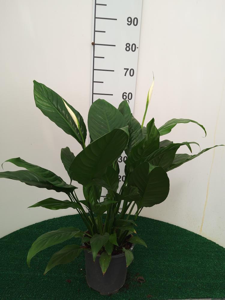 SPATHIPHYLLUM MARTINA VP17