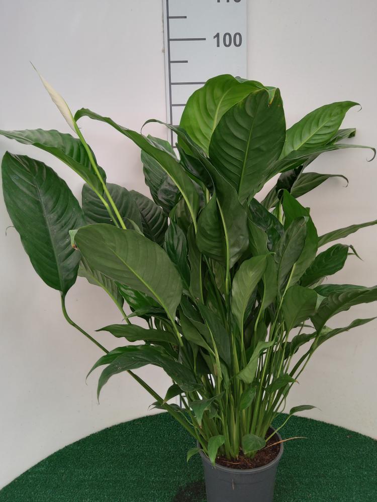 SPATHIPHYLLUM MARTINA VP17