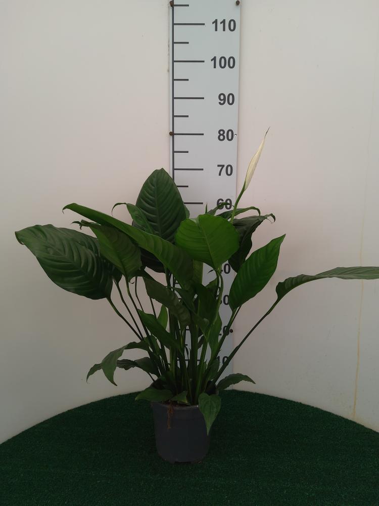 SPATHIPHYLLUM MARTINA VP17