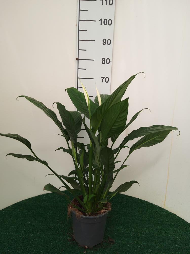 SPATHIPHYLLUM MARTINA VP17