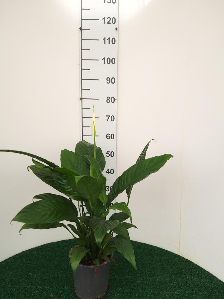 SPATHIPHYLLUM MARTINA VP17