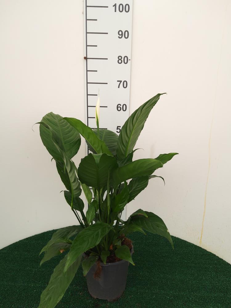 SPATHIPHYLLUM MARTINA VP17