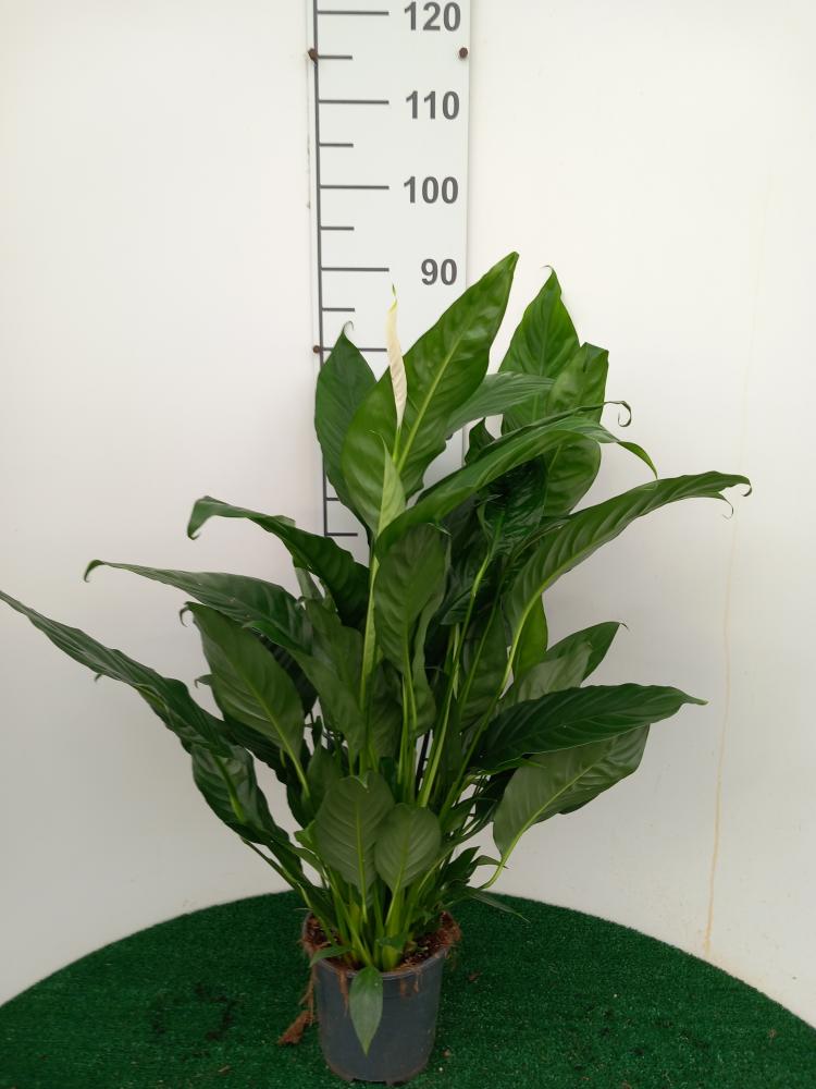 SPATHIPHYLLUM MARTINA VP17