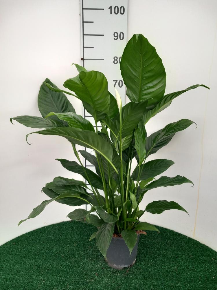 SPATHIPHYLLUM MARTINA VP17