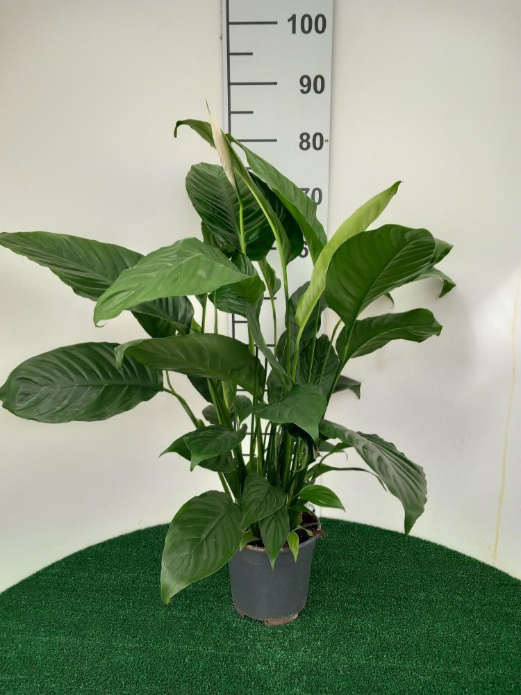 SPATHIPHYLLUM MARTINA VP17
