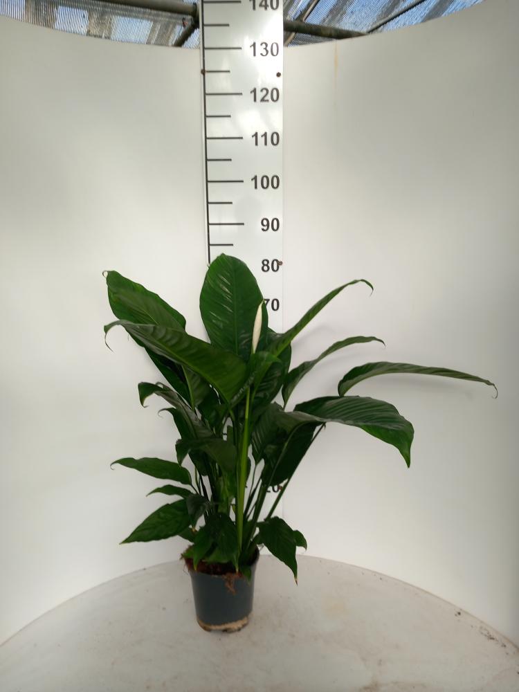 SPATHIPHYLLUM MARTINA VP17