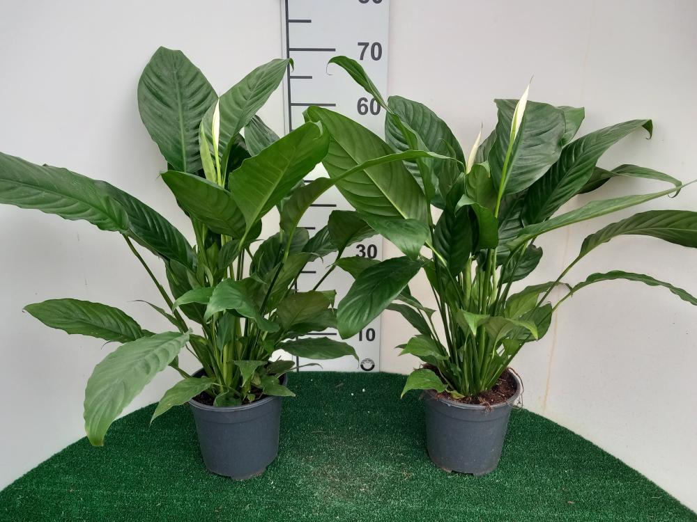 SPATHIPHYLLUM MARTINA VP17