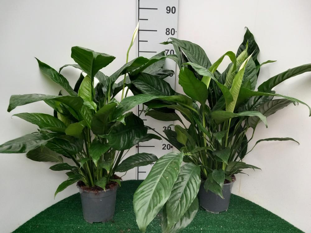 SPATHIPHYLLUM MARTINA VP17