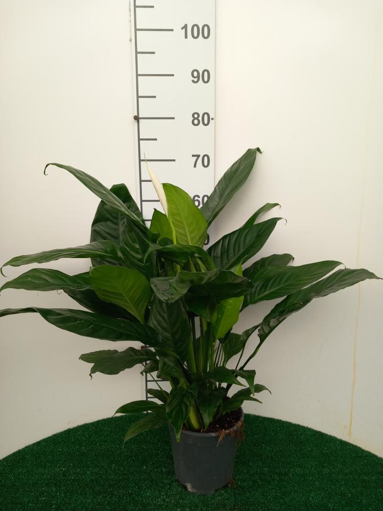 SPATHIPHYLLUM MARTINA VP17