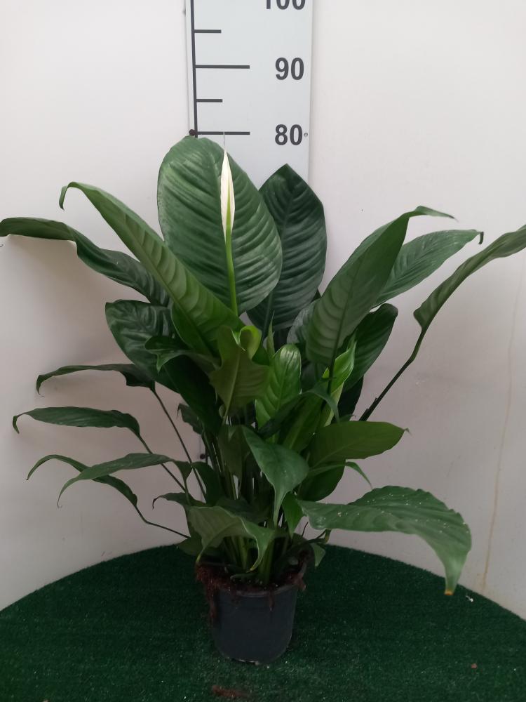 SPATHIPHYLLUM MARTINA VP17