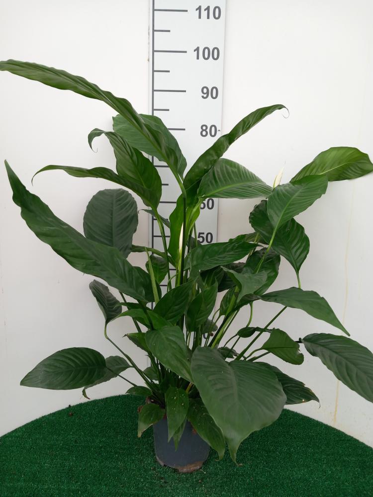 SPATHIPHYLLUM MARTINA VP17