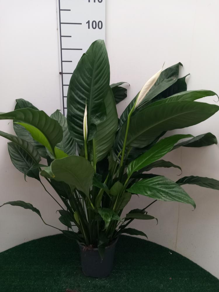 SPATHIPHYLLUM MARTINA VP17