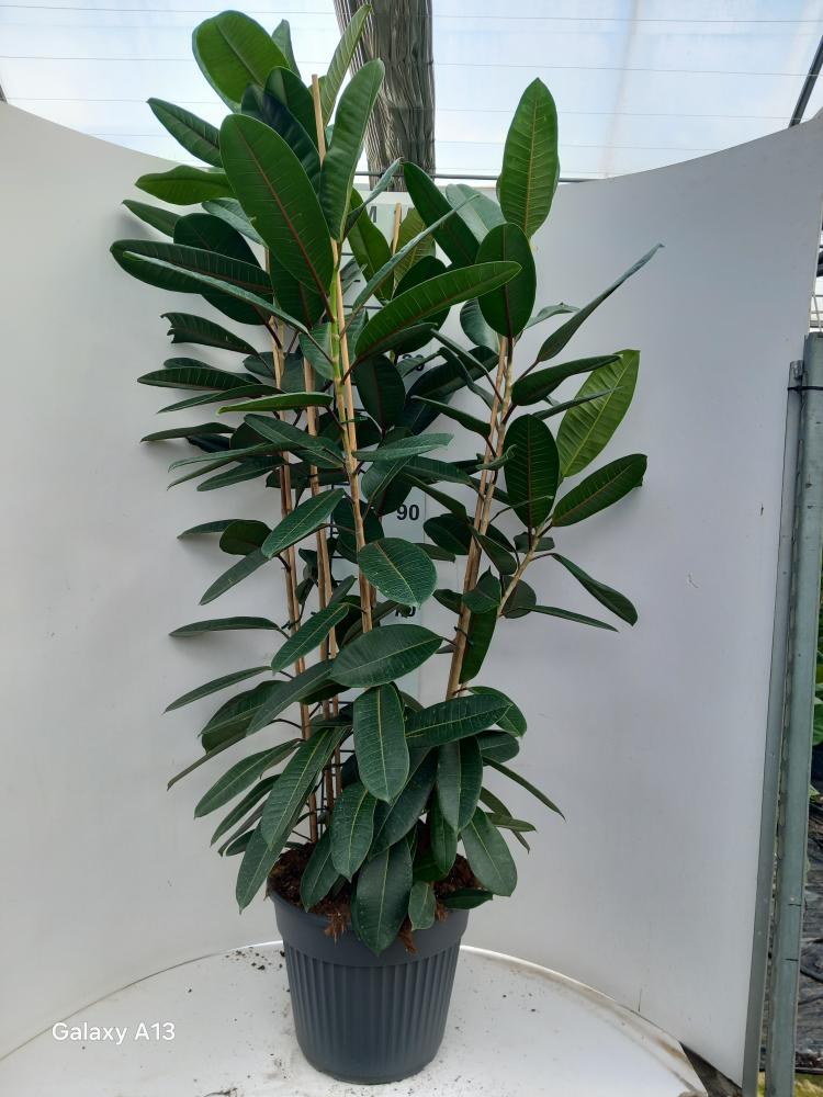 FICUS TRESOR 3P VP35