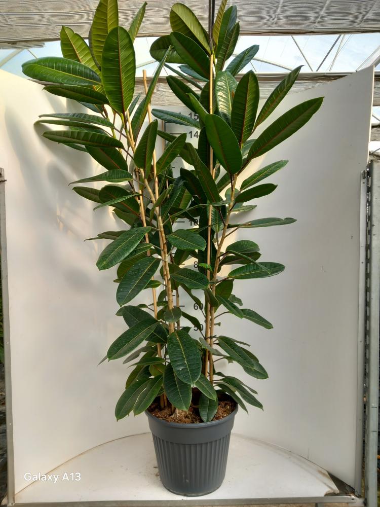 FICUS TRESOR 3P VP35