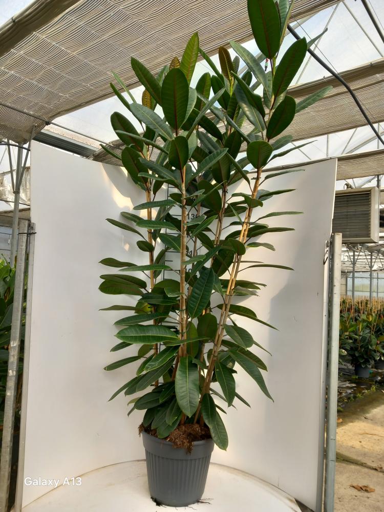 FICUS TRESOR 3P VP35