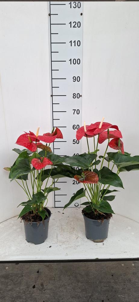 ANTHURIUM A. MICHIGAN VP17