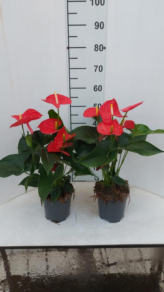 ANTHURIUM A. MICHIGAN VP17