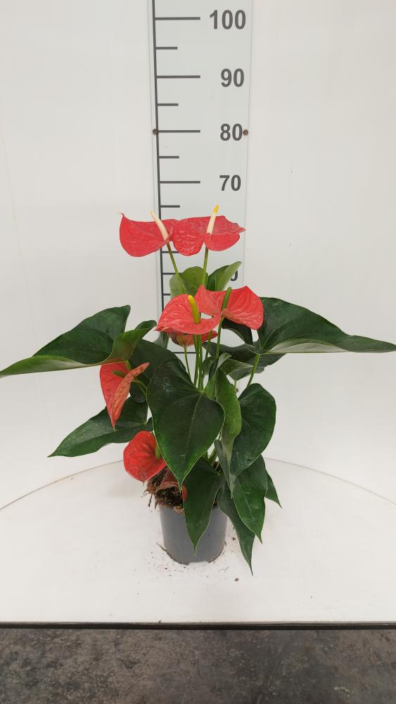 ANTHURIUM A. MICHIGAN VP17