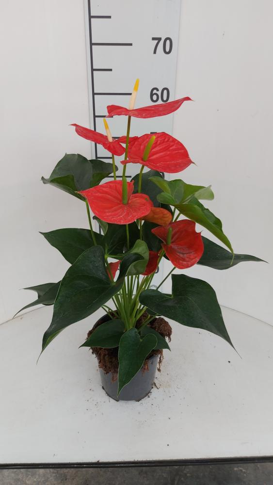 ANTHURIUM A. MICHIGAN VP17