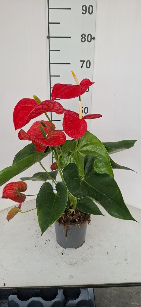 ANTHURIUM A. MICHIGAN VP17