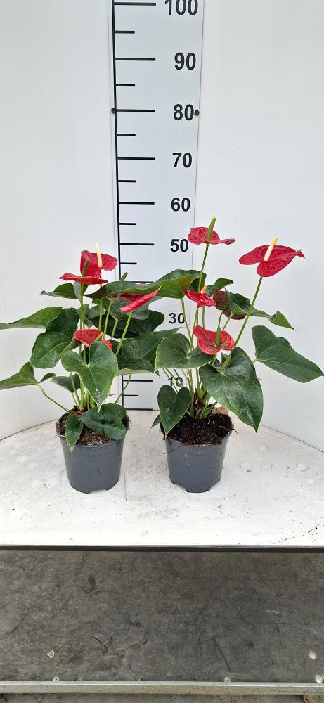 ANTHURIUM A. MICHIGAN VP17