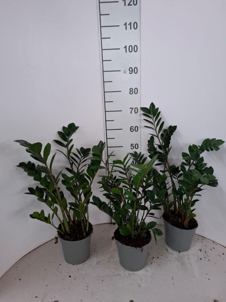 ZAMIOCULCAS VP17 H 55-75