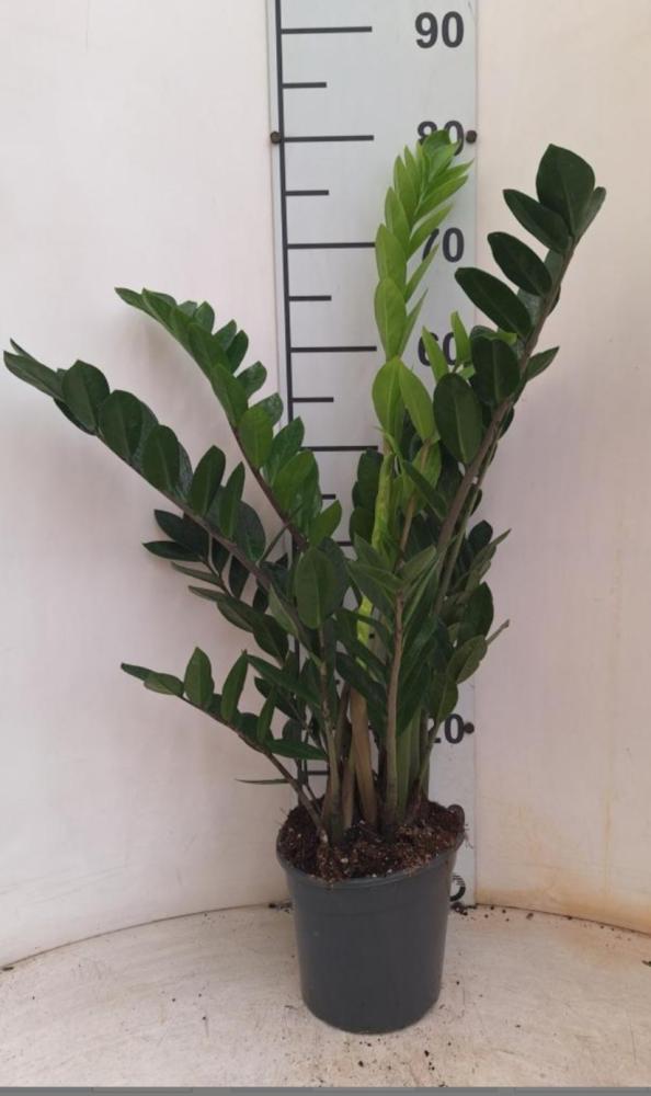 ZAMIOCULCAS VP17 H 55-75