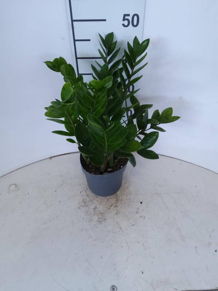 ZAMIOCULCAS VP17 H 55-75