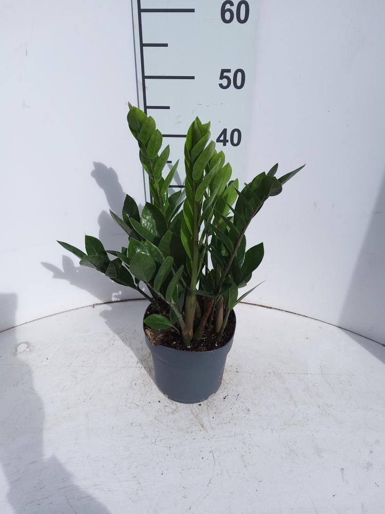 ZAMIOCULCAS VP17 H 55-75