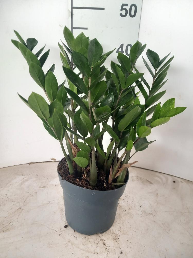 ZAMIOCULCAS VP17 H 55-75