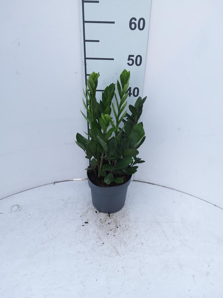 ZAMIOCULCAS VP17 H 55-75