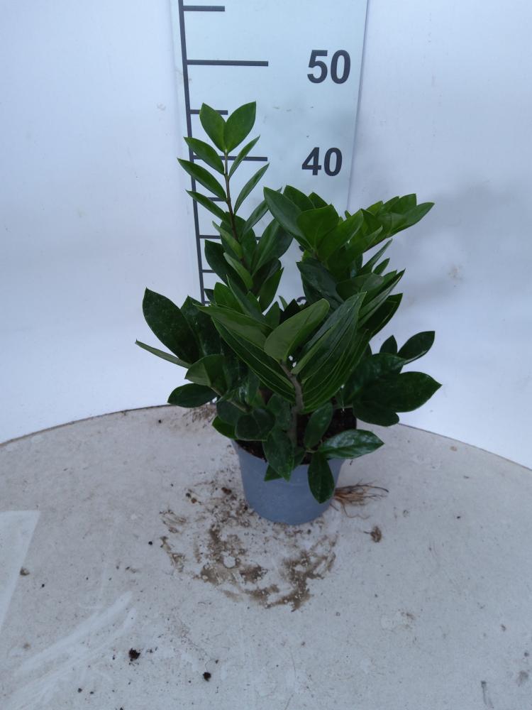 ZAMIOCULCAS VP17 H 55-75