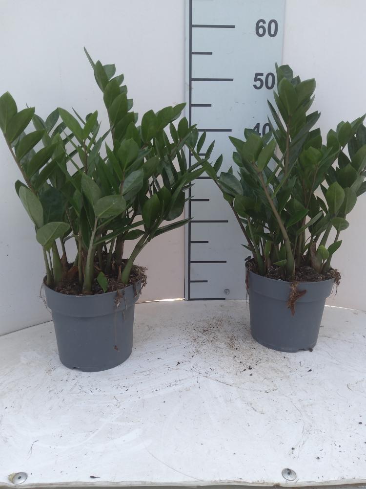 ZAMIOCULCAS VP17 H 55-75