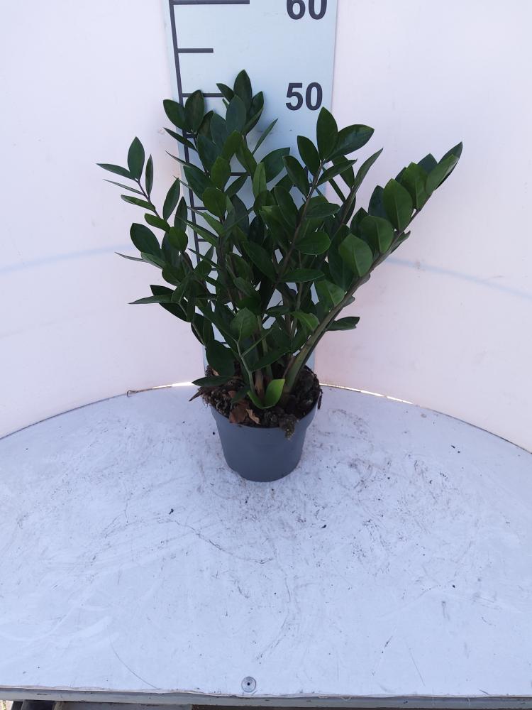 ZAMIOCULCAS VP17 H 55-75