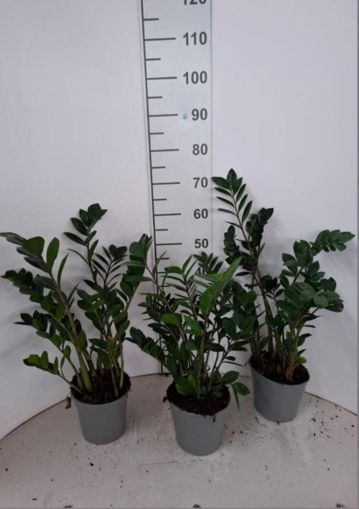 ZAMIOCULCAS VP17 H 55-75