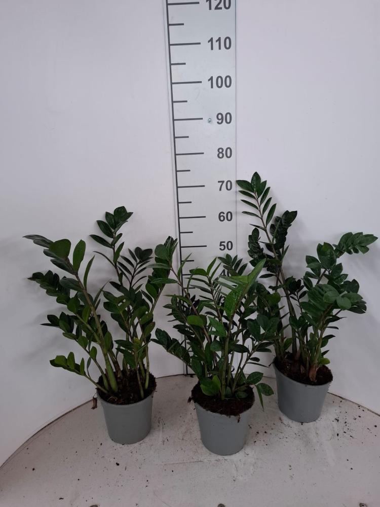 ZAMIOCULCAS VP17 H 55-75